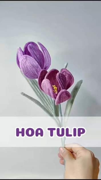 hoa tulip